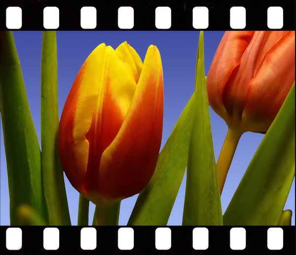 Tulpen gerahmt