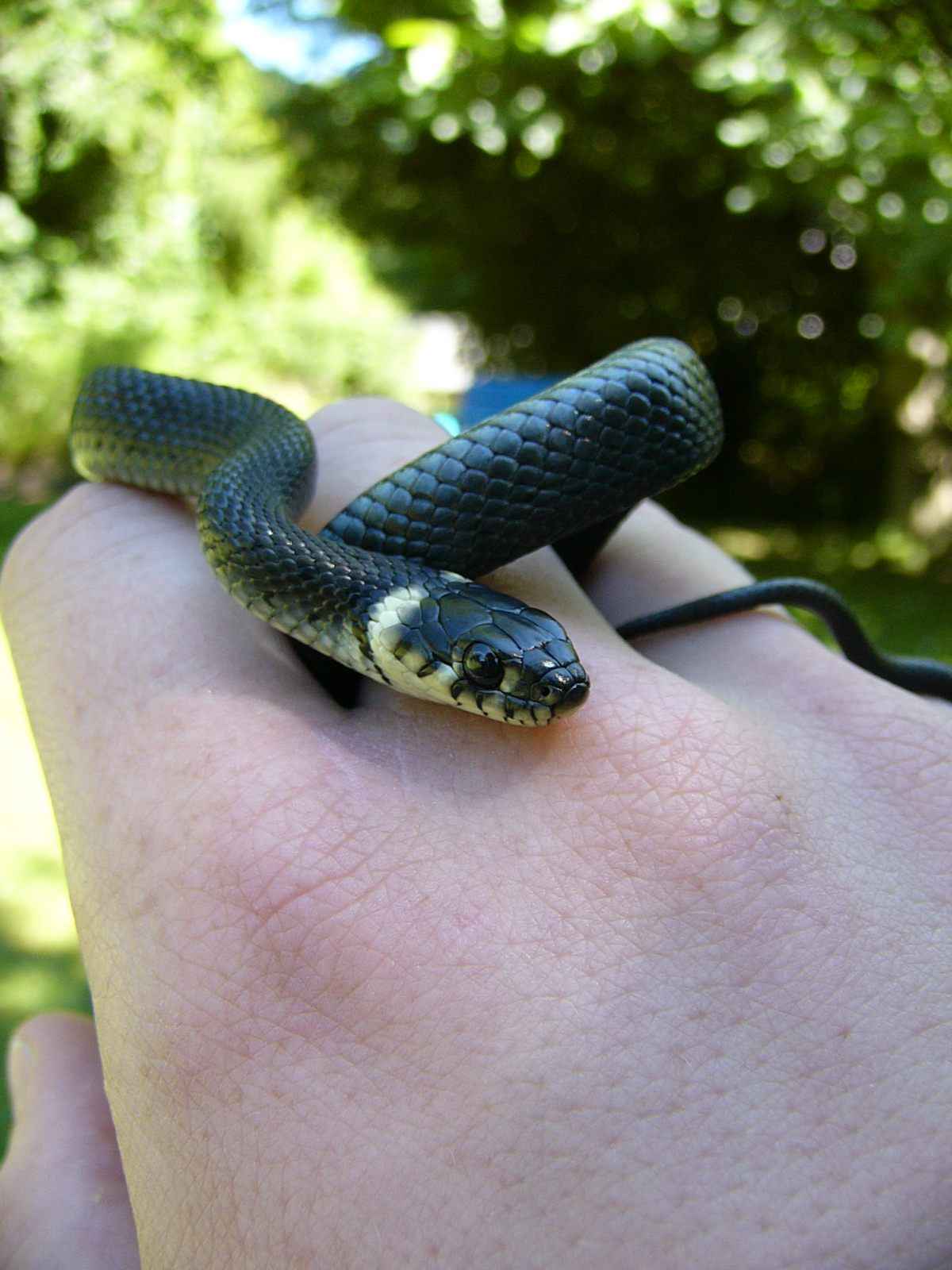 Schlangenbeschwörer