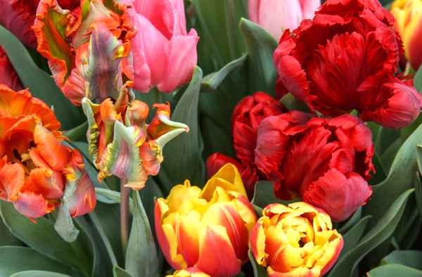 Tulpen-Kreationen