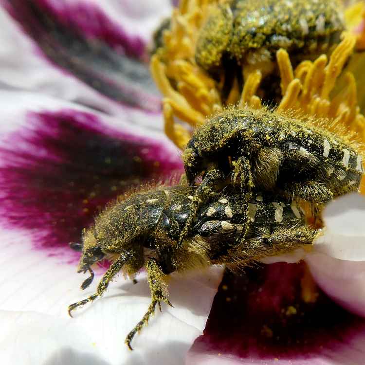 Trauer-Rosenkäfer auf Staudenpfingstrose