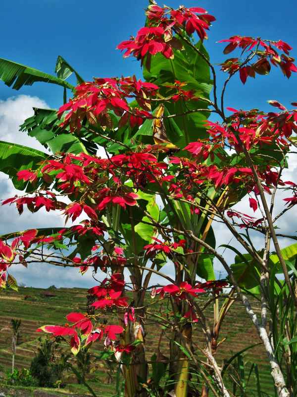 Weihnachtsstern-Busch auf Bali, mit Bananenstaude und Reisfeld im Hintergrund