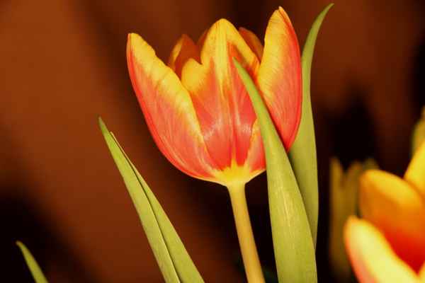 Eine Tulpe
