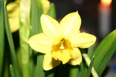  Osterblume 2