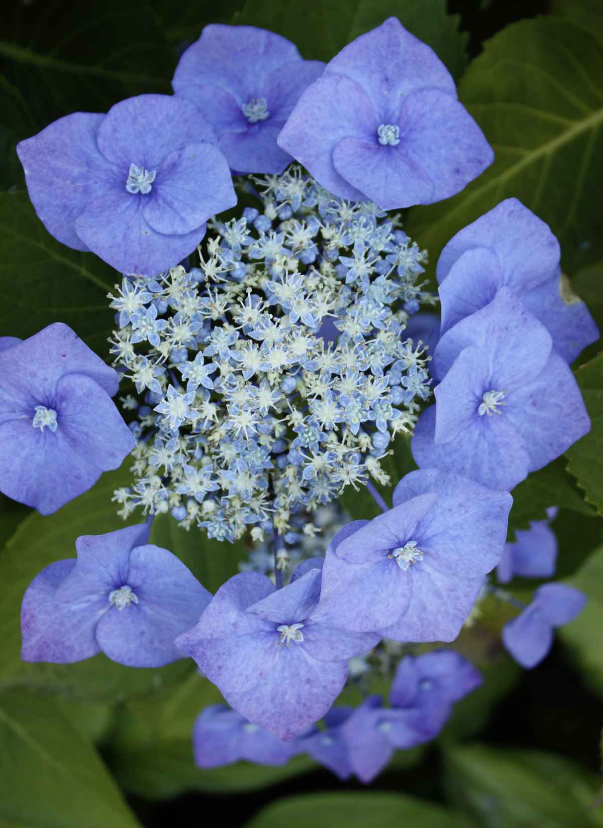 Hortensie04