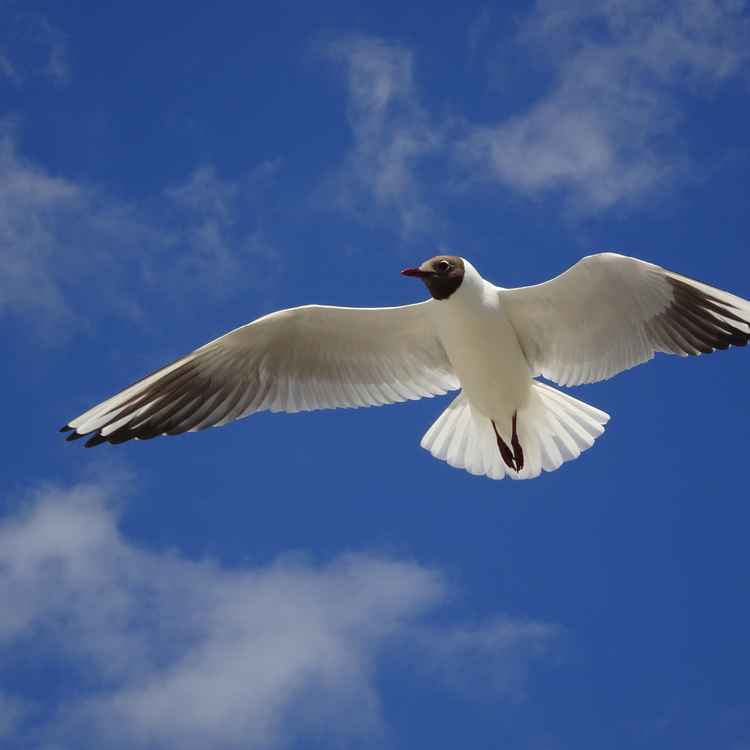 ...wer möchte mitfliegen....