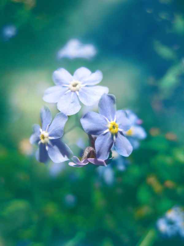 Forget Me Not