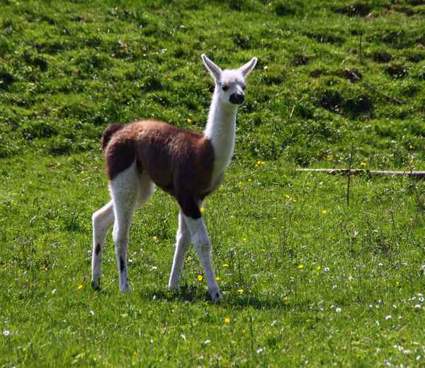 Mama, wo bist du...?