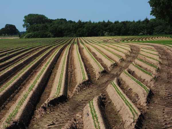 choreographie der möhrenaussaat 4