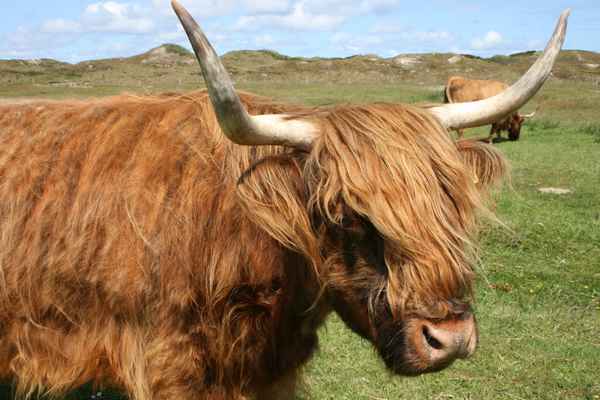 Highland_Rind_4