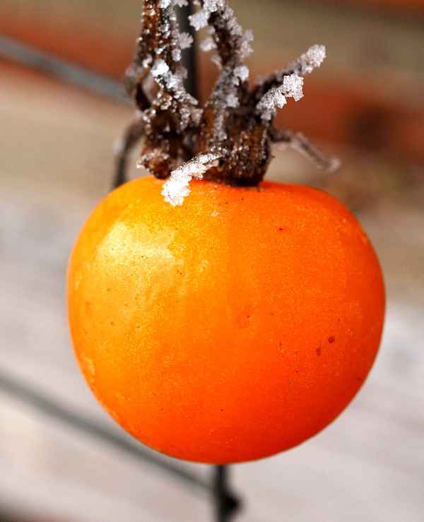 tomate im januar