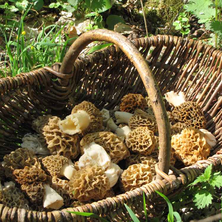 Speisemorcheln (Morchella esculenta) 2