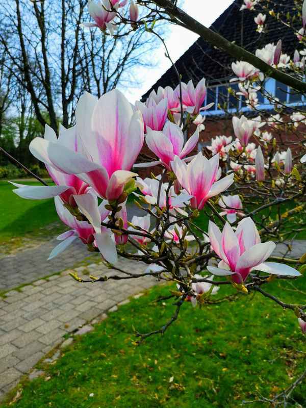 Blühender Magnolienbaum
