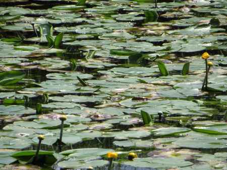 hier versteckt sich ein Frosch zwischen den Teichrosen Blättern!!