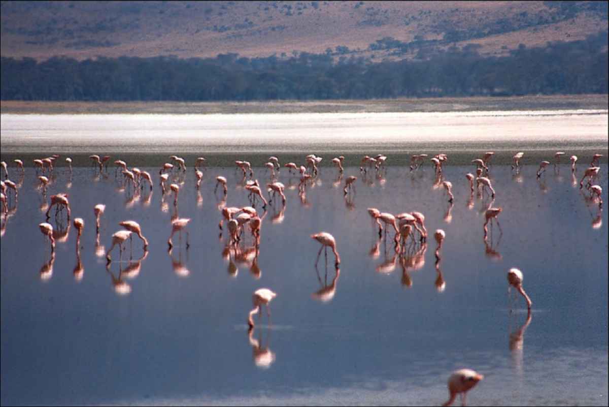 Flamingos