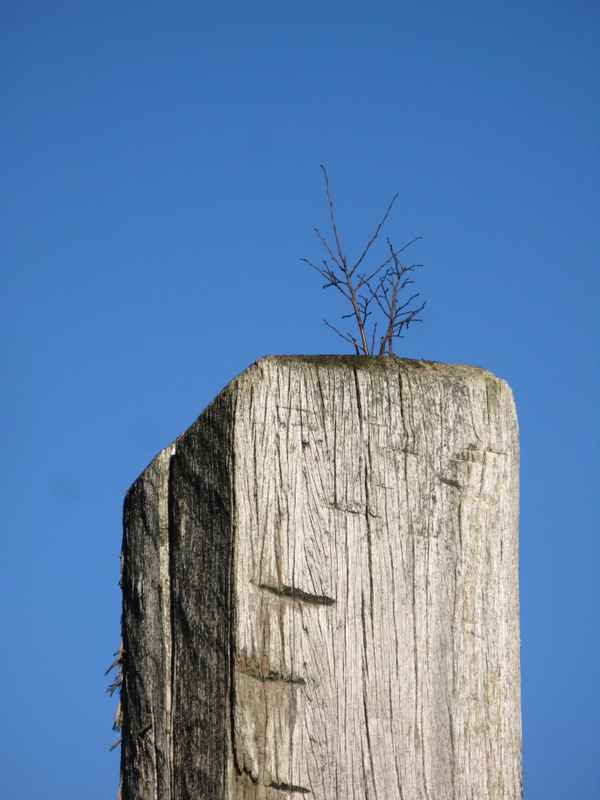 Wo wächst der Baum?