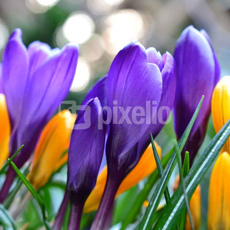 Krokusse