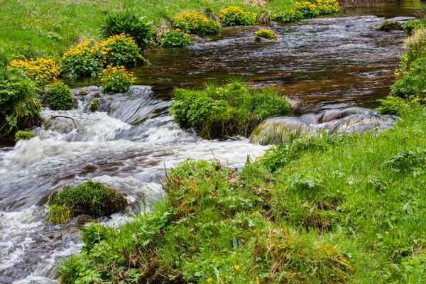 Quellbach im Schwarzwald 1