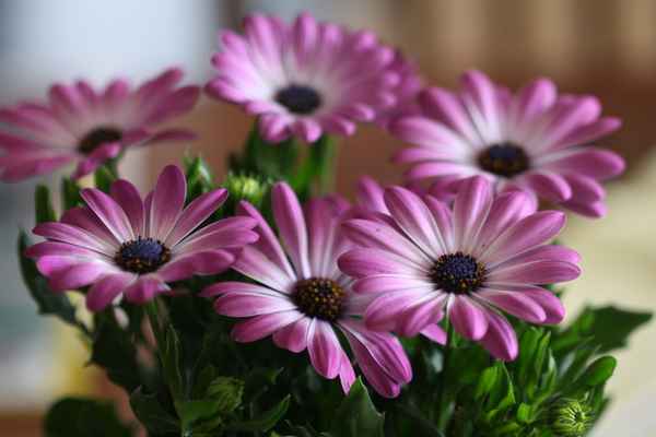 Sommerblume
