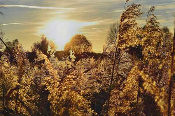 Abendgold