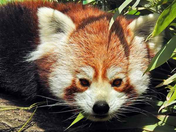 Roter Panda