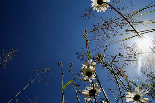 Der Sonne entgegen 03