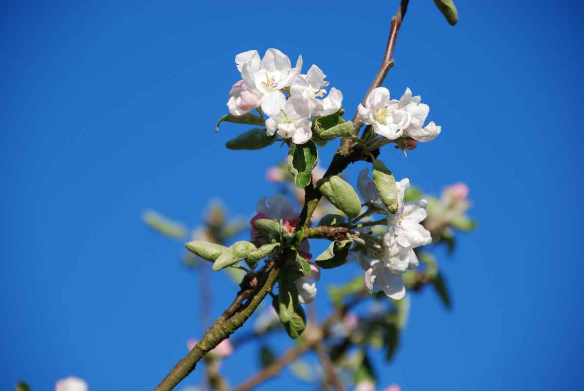 Apfelblüte 01