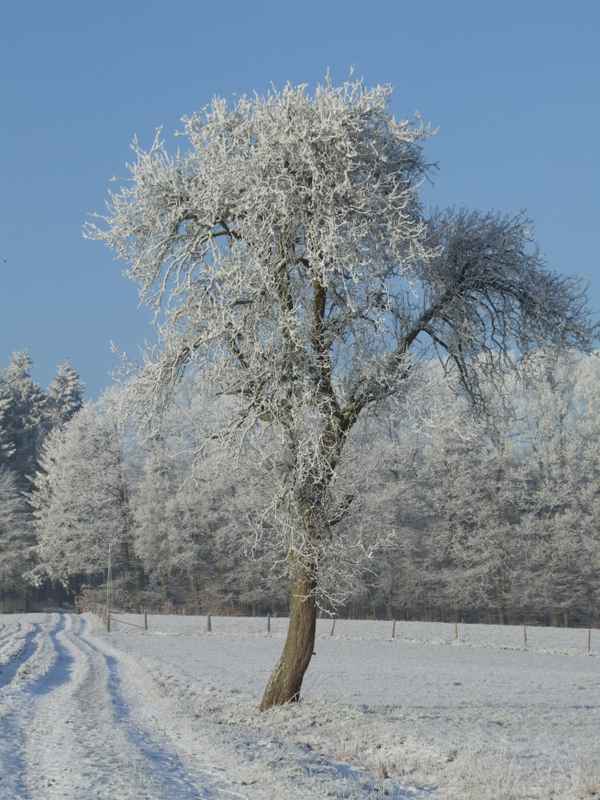 Winterreif im Odenwald, Serie 2
