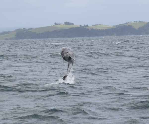 Delfin zeigt seine Kunststücke