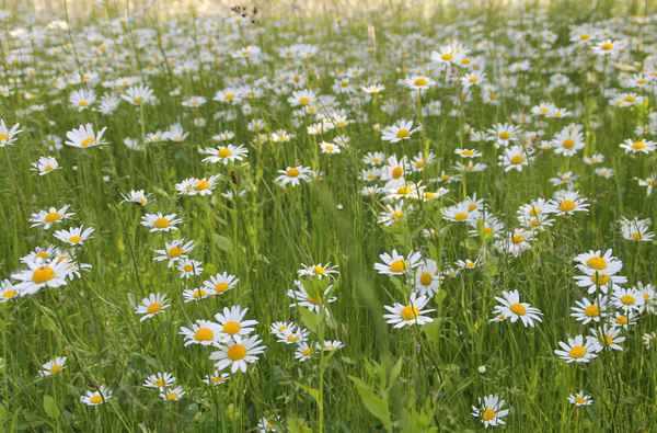 Sonnenblüten