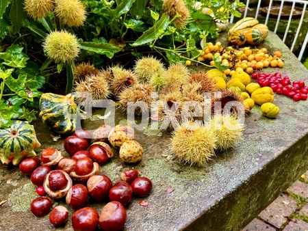 Gartenfreude im Herbst_3