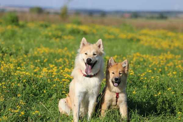 Mama und Tochter Eurasier