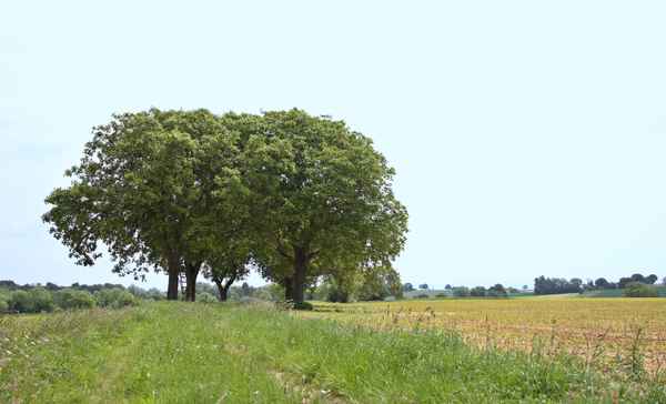 nussbäume