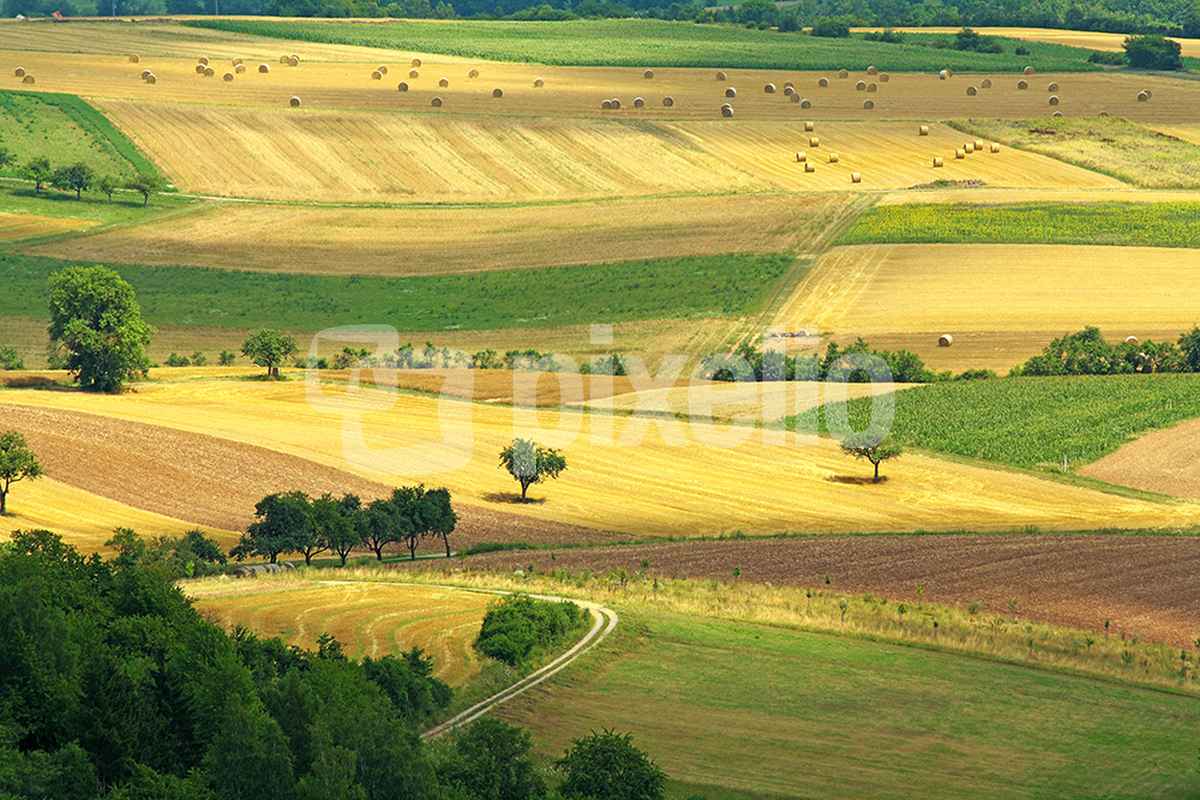 harvest time