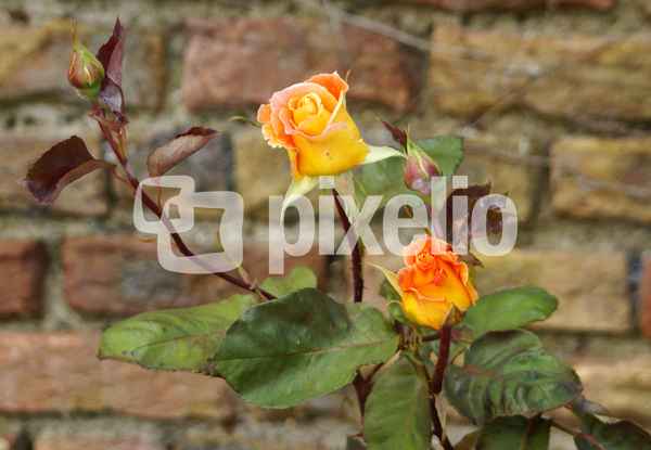 Rosen 03