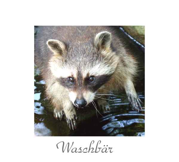Skeptischer Waschbär