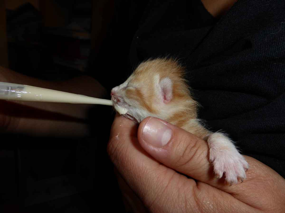 Hicks wird zugefütter