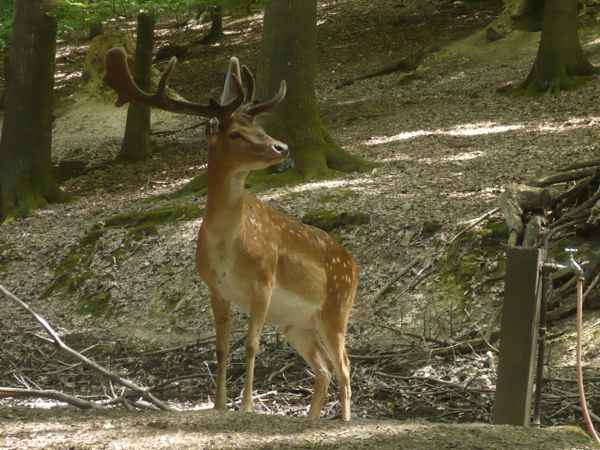 Ein  Hirsch