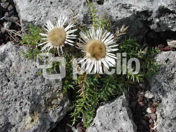 Silberdistel