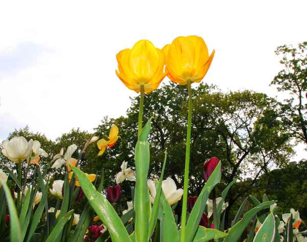 Frühling in der Stadt 03