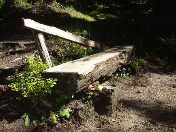 Sitzbank im Wald
