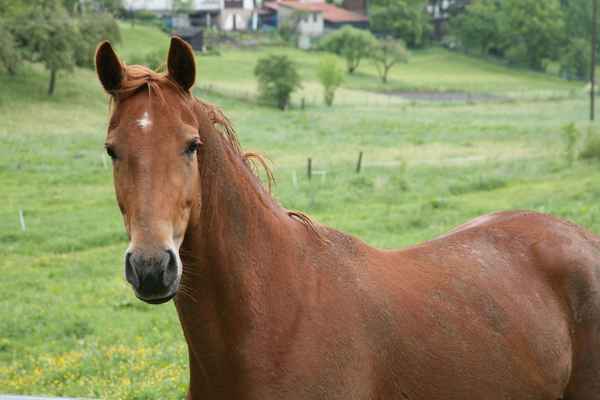 Pferd