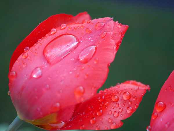 Tulpe im Regen