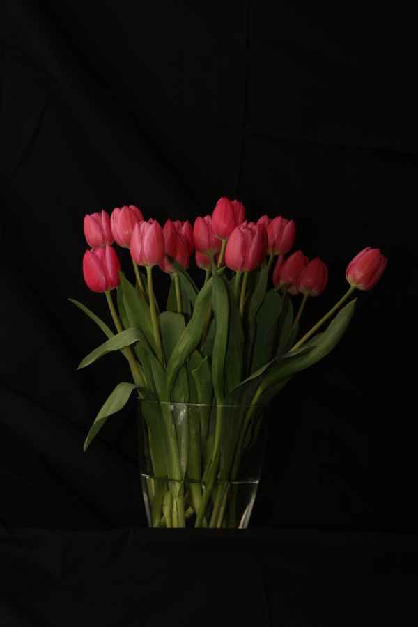  Strauß Tulpen