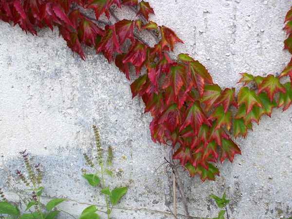 Wilder Wein 6