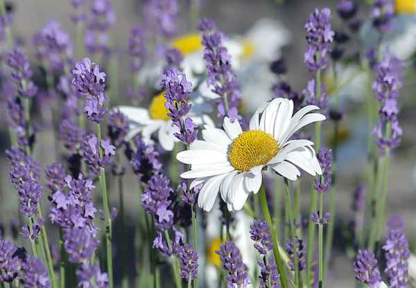 Margarite und Lavendel