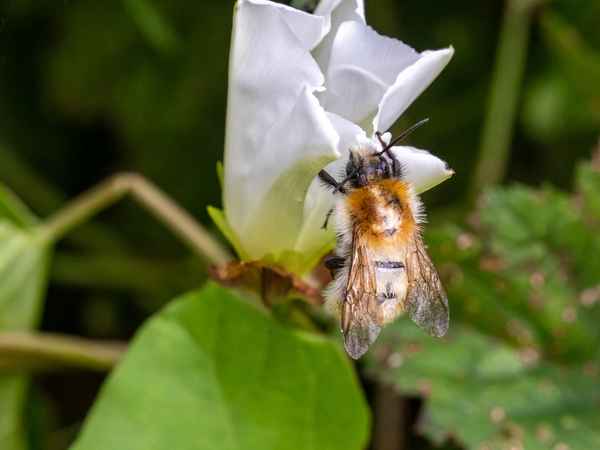 Ackerhummel-2
