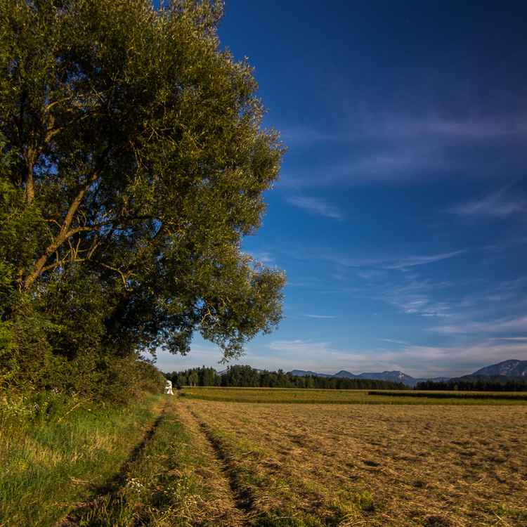 Weites Feld