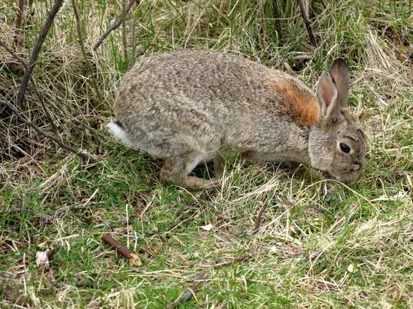 Kaninchen am Weg