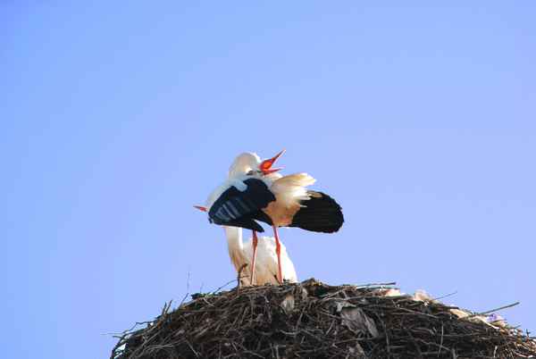 Marokko - Marrakesch - Storch Bab Agnaou