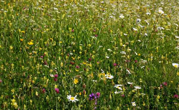 Sommer kunterbunt 03